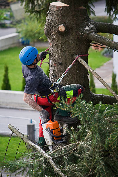 Best Commercial Tree Services  in Shawnee, KS